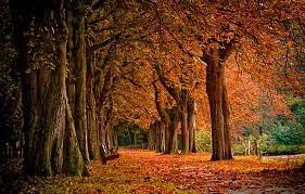Autumn Pictures, Images and Photos