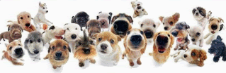 Animals