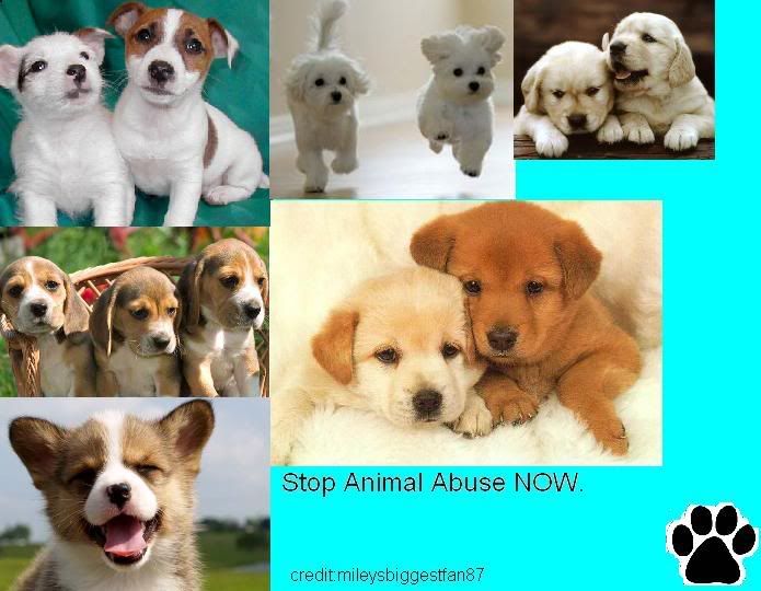 stop animal cruelty quotes. STOP ANIMAL ABUSE Image