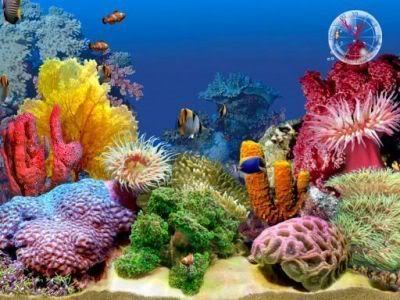 Animated Wallpaper Aquarium. an animated aquarium with