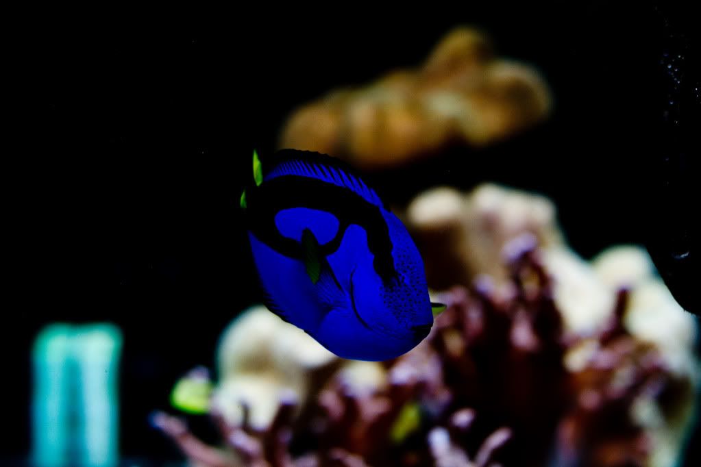 IMAGE: http://i239.photobucket.com/albums/ff41/kingbob734/IMG_0613.jpg