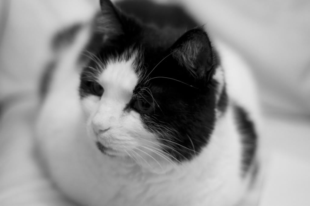 IMAGE: http://i239.photobucket.com/albums/ff41/kingbob734/Seb1-BW.jpg