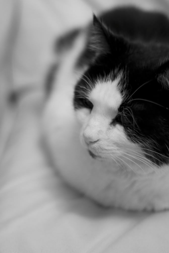 IMAGE: http://i239.photobucket.com/albums/ff41/kingbob734/Seb2-BW2.jpg