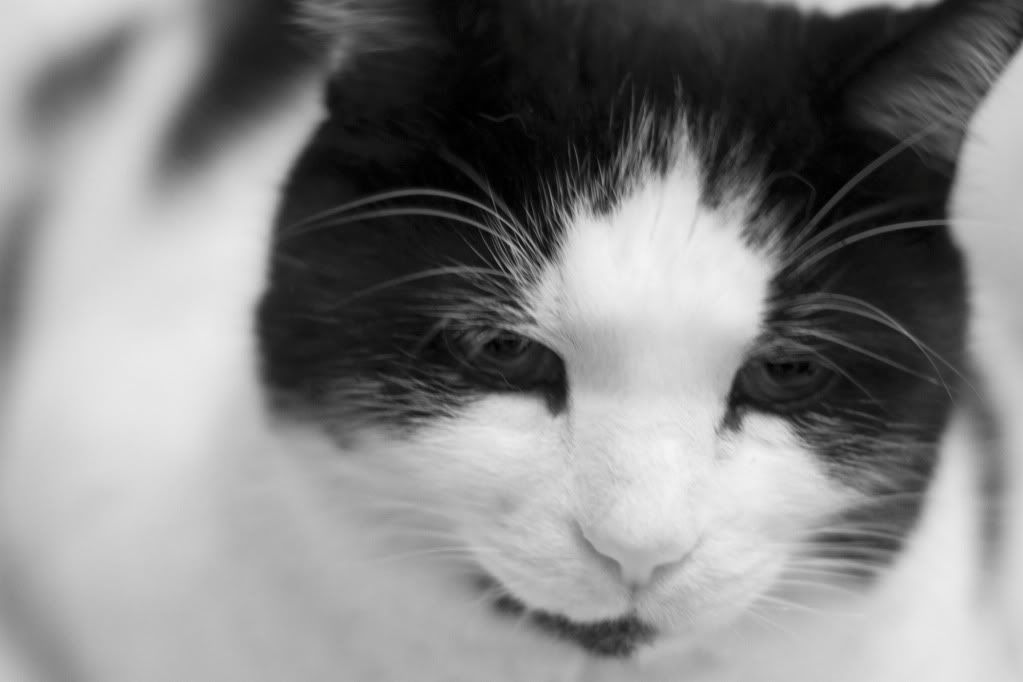 IMAGE: http://i239.photobucket.com/albums/ff41/kingbob734/Seb3-BW.jpg