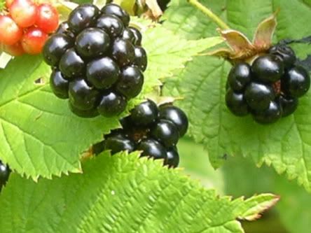 Blackberries Pictures, Images and Photos