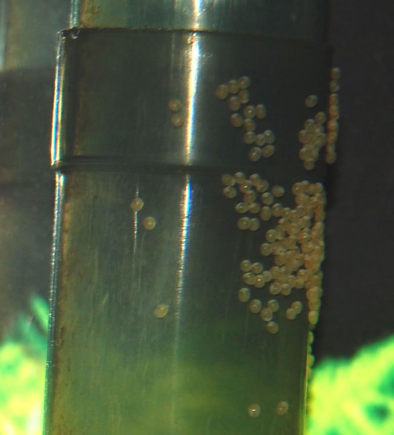 Angel Fish Eggs