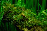 SnailonJavaMoss1.jpg image by IsabellaNY