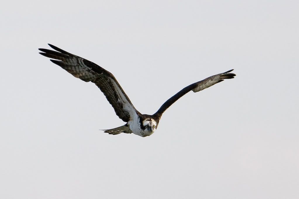 IMAGE: http://i239.photobucket.com/albums/ff66/mcgomez13/01_03-101.jpg