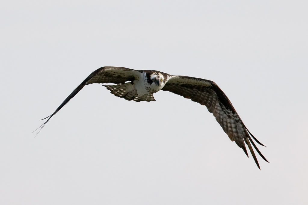 IMAGE: http://i239.photobucket.com/albums/ff66/mcgomez13/01_03-103.jpg