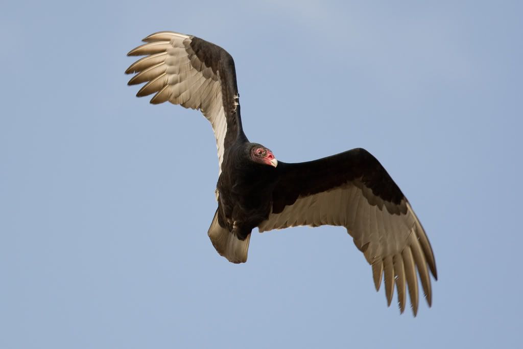 IMAGE: http://i239.photobucket.com/albums/ff66/mcgomez13/01_03-112.jpg