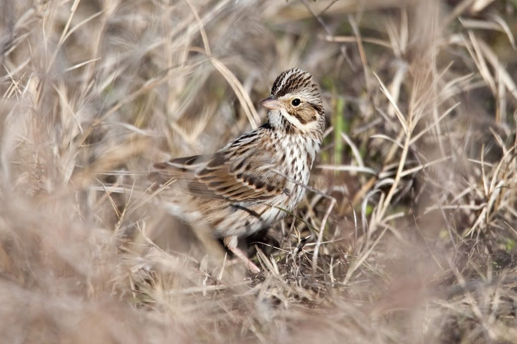 IMAGE: http://i239.photobucket.com/albums/ff66/mcgomez13/FOF_3065.jpg