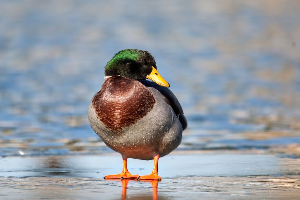 IMAGE: http://i239.photobucket.com/albums/ff66/mcgomez13/FOF_3112.jpg