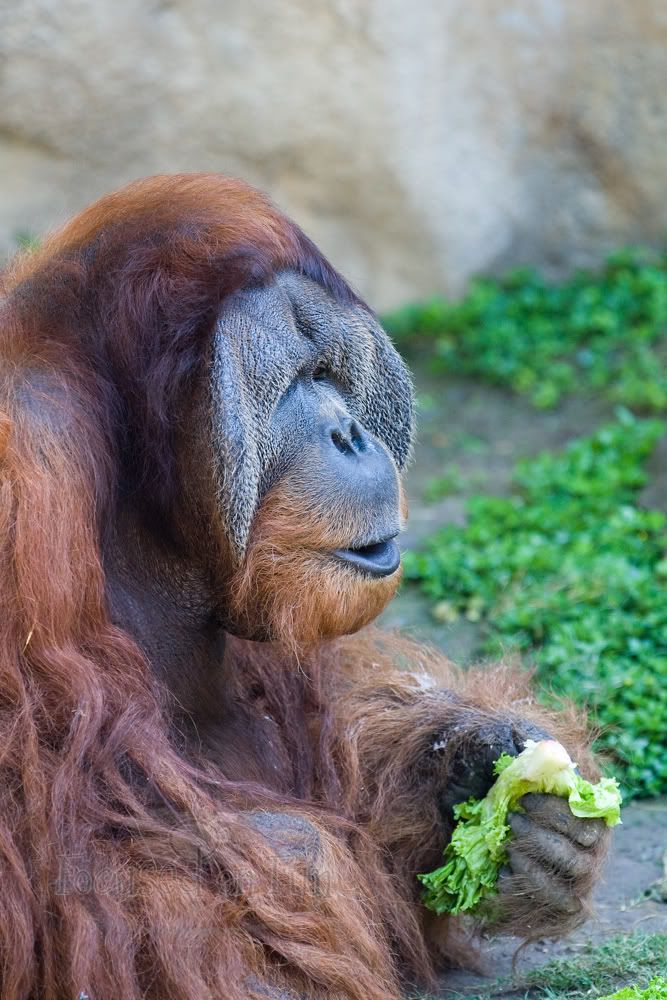 IMAGE: http://i239.photobucket.com/albums/ff66/mcgomez13/FTWorthZoo-104.jpg