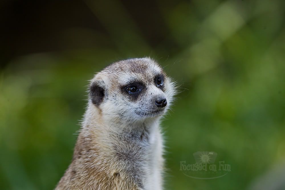 IMAGE: http://i239.photobucket.com/albums/ff66/mcgomez13/FTWorthZoo-114.jpg