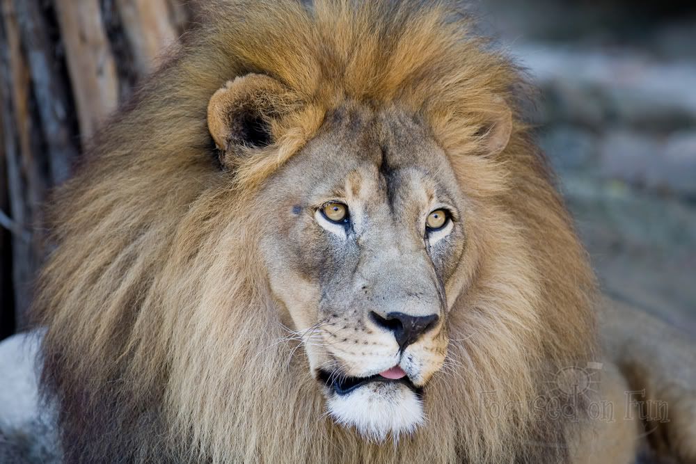 IMAGE: http://i239.photobucket.com/albums/ff66/mcgomez13/FTWorthZoo-127.jpg