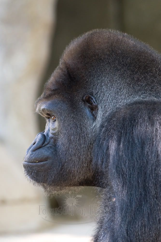 IMAGE: http://i239.photobucket.com/albums/ff66/mcgomez13/FTWorthZoo-149.jpg