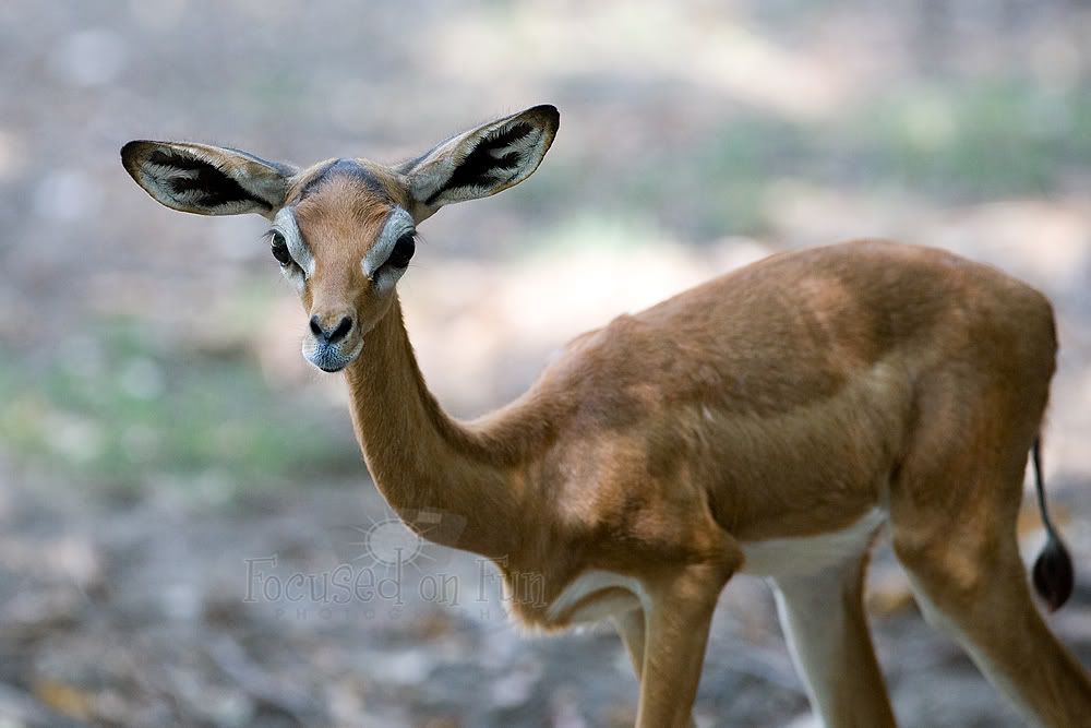 IMAGE: http://i239.photobucket.com/albums/ff66/mcgomez13/FTWorthZoo-151.jpg