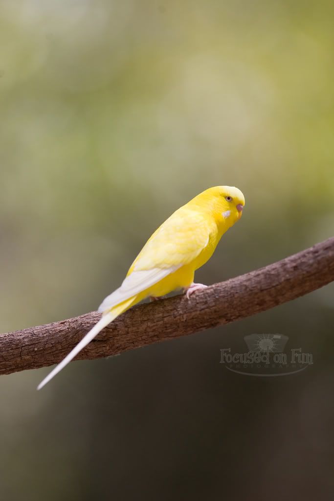 IMAGE: http://i239.photobucket.com/albums/ff66/mcgomez13/FTWorthZoo-154.jpg