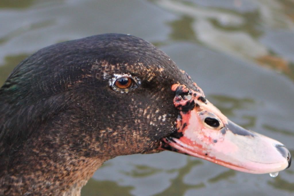 IMAGE: http://i239.photobucket.com/albums/ff66/mcgomez13/IMG_0012-2.jpg