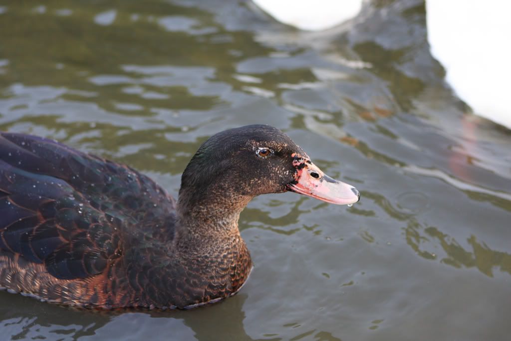 IMAGE: http://i239.photobucket.com/albums/ff66/mcgomez13/IMG_0012.jpg