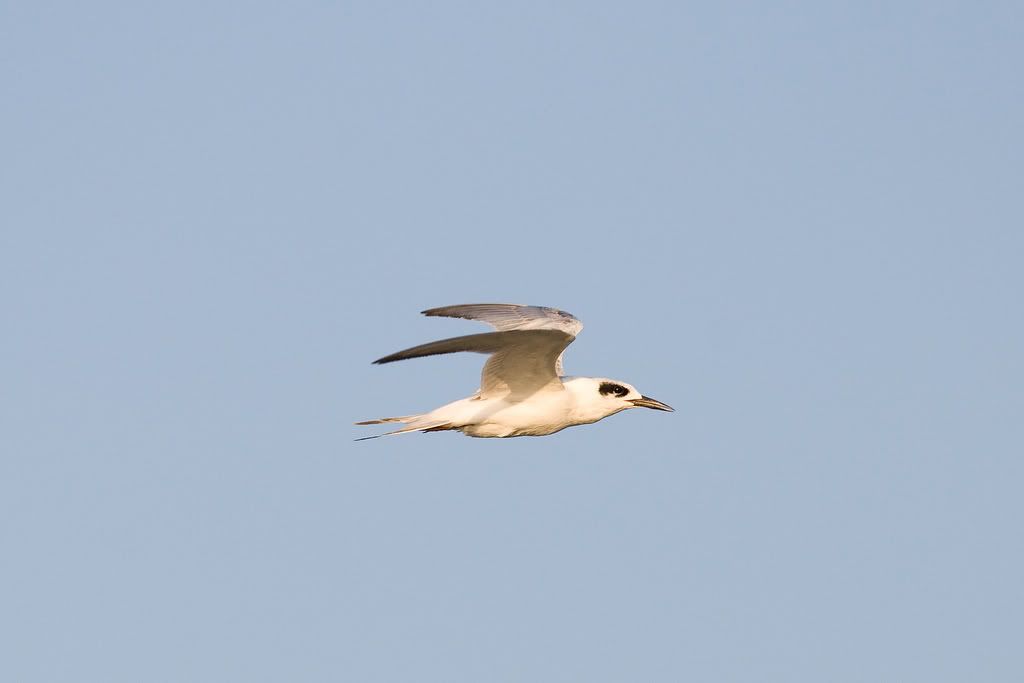 IMAGE: http://i239.photobucket.com/albums/ff66/mcgomez13/LakeAug30-132.jpg