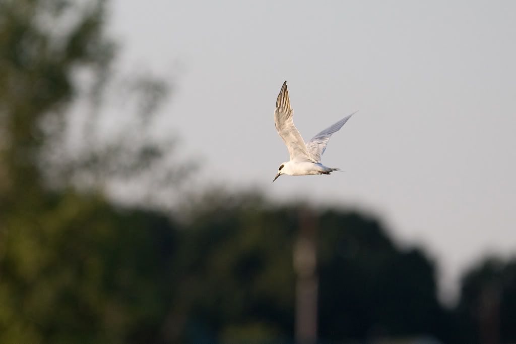 IMAGE: http://i239.photobucket.com/albums/ff66/mcgomez13/LakeAug30-134.jpg