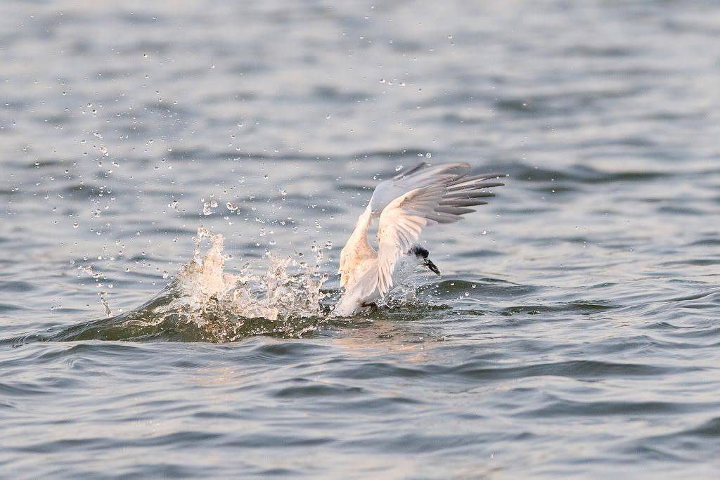 IMAGE: http://i239.photobucket.com/albums/ff66/mcgomez13/LakeAug30-145.jpg