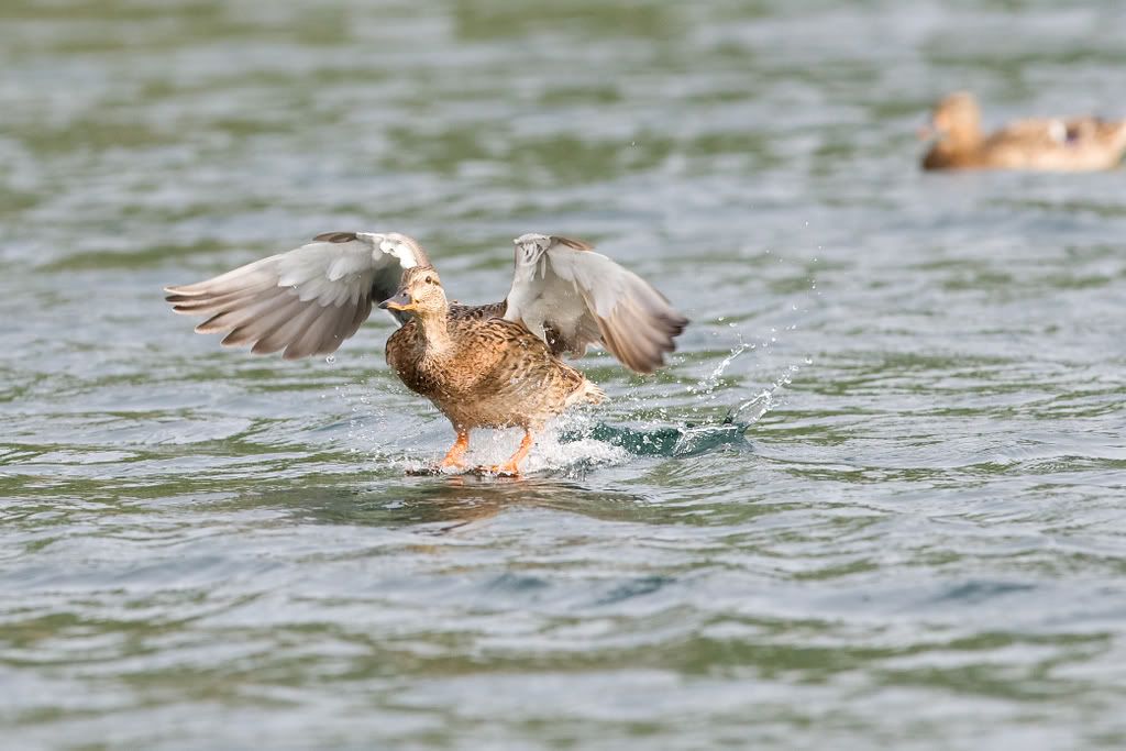 IMAGE: http://i239.photobucket.com/albums/ff66/mcgomez13/Sept1-111.jpg