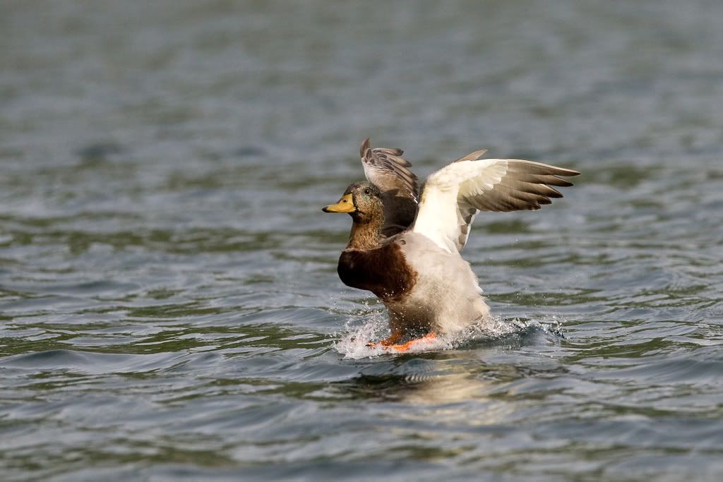 IMAGE: http://i239.photobucket.com/albums/ff66/mcgomez13/Sept1-115.jpg