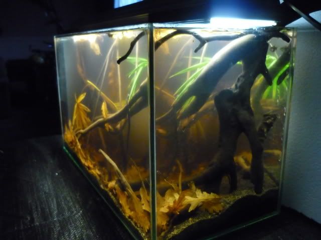 Asian Biotope