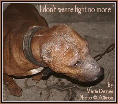 Pics Of Pitbulls Fighting. Stop Dog Fighting Pictures,