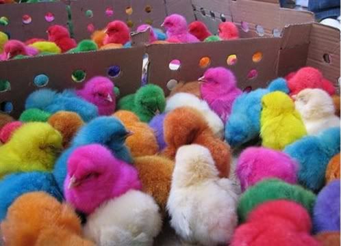 colored chicks Pictures, Images and Photos