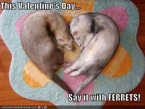 funny-pictures-celebrate-valentines.jpg Ferrets Valentine image by Liekjesdraak
