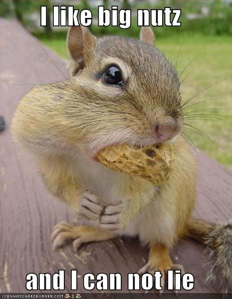 funny-pictures-squirrel-big-nuts.jpg