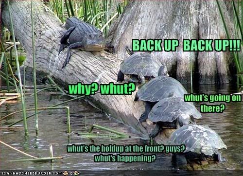funny-pictures-turtles-run-into-an-.jpg Back up image by Liekjesdraak