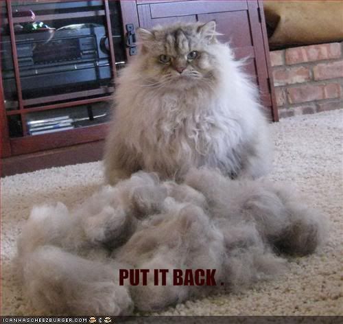 funny-pictures-shorn-cat-asks-for-h.jpg put it back image by Liekjesdraak
