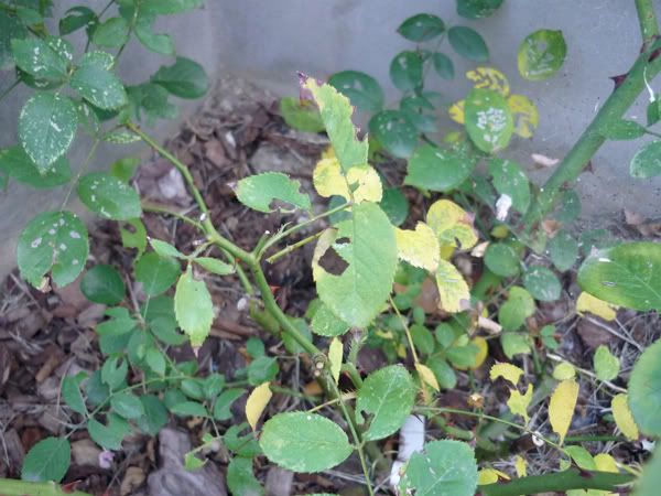 Foto gratis: Rose, Giallo, Foglie, Dark, Fiori - Immagine gratis su