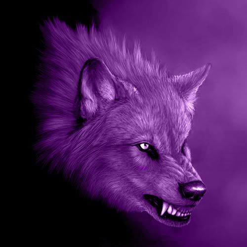 Purple Deadly Wolf Pictures, Images and Photos