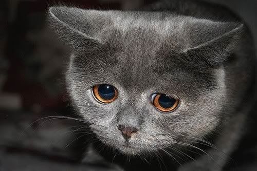 cute-sad-cat.jpg