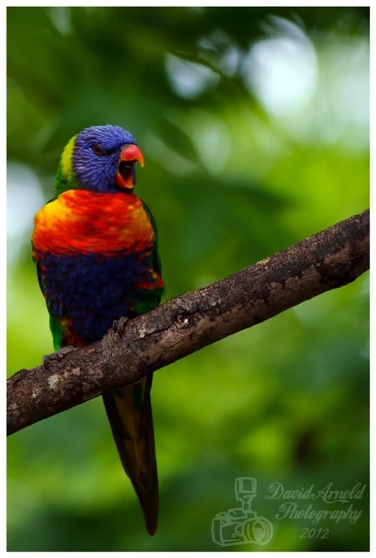 rainbow lorikeet