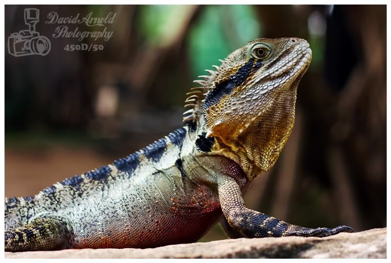 waterdragon 2