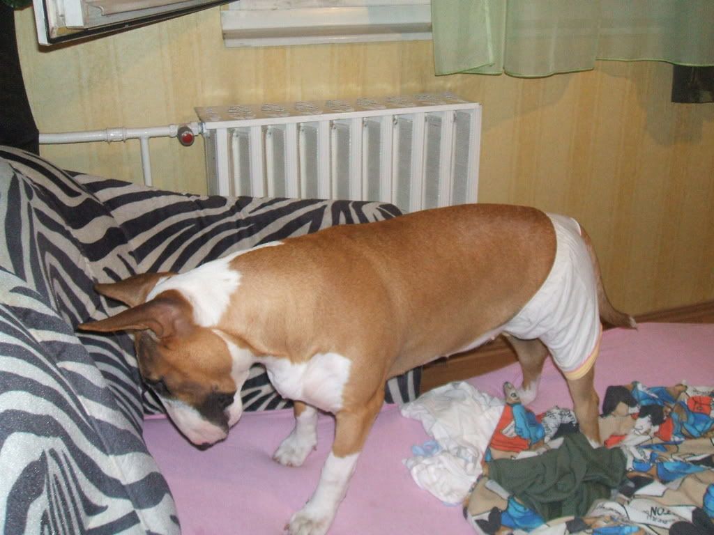 Sushitzel004.jpg