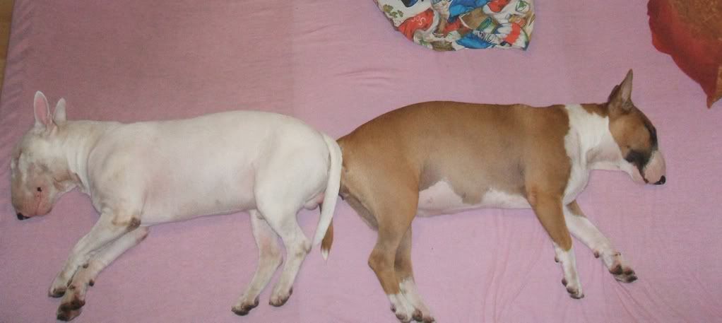 debrecencacib005.jpg