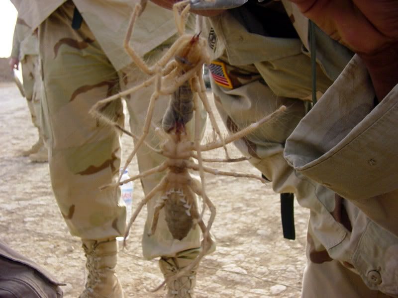 CamelSpiders.jpg