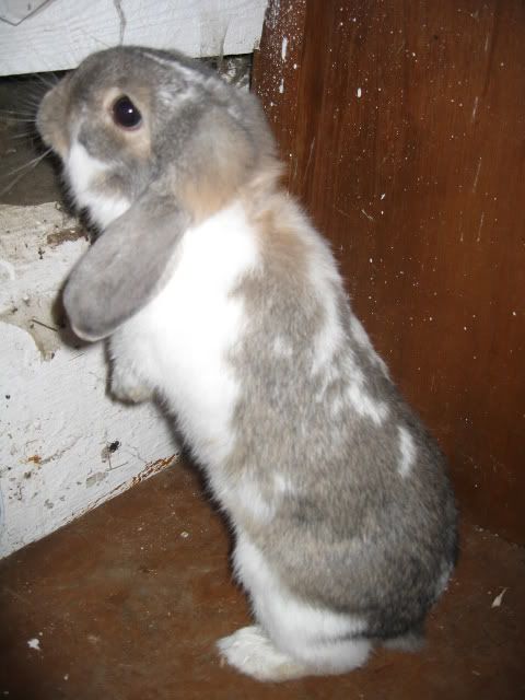 rabbit038.jpg