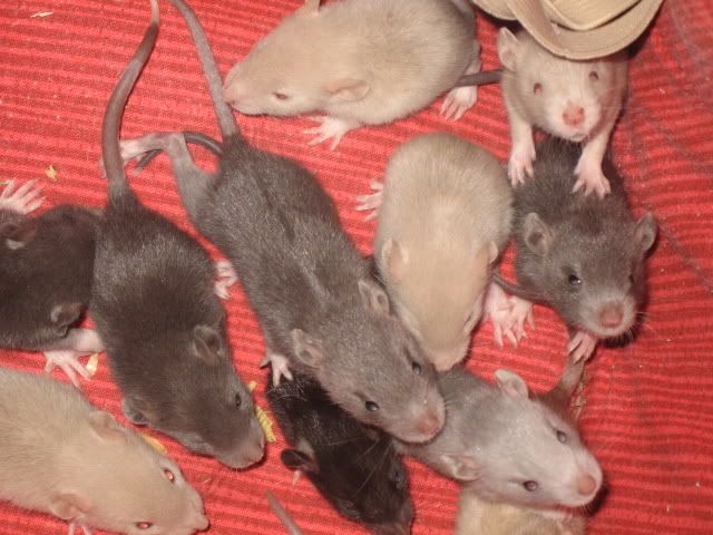 rats013.jpg