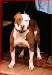 pitbull.jpg pitbull image by frankjr_1