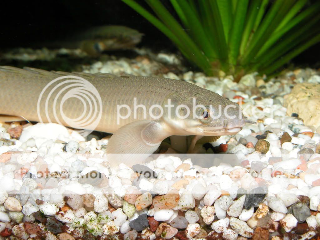 MY POLYPTERIDS ... LOAD WARNING ... | MonsterFishKeepers.com