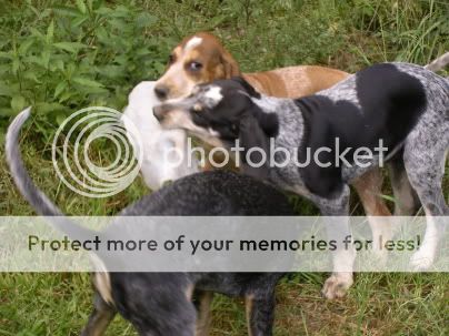 UKC Forums - Bluetick Vs. English Bluetick