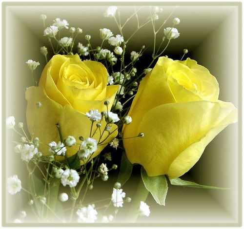 ROSES.jpg yellow roses image by deedeemite